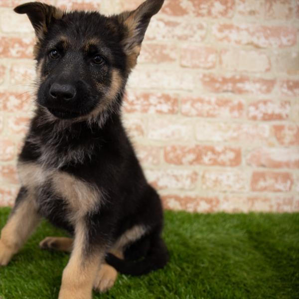 German Shepherd DOG Male Black / Tan 7109 Petland Robinson, PA