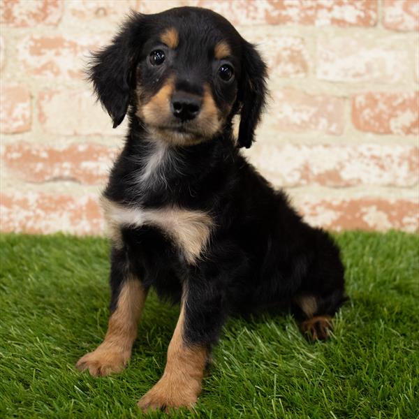 Chiweenie DOG Male Black / Tan 7110 Petland Robinson, PA