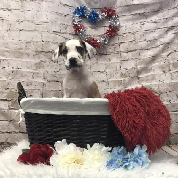 Great Dane-DOG-Male-Fawnequin-7111-Petland Robinson, Pittsburgh, PA