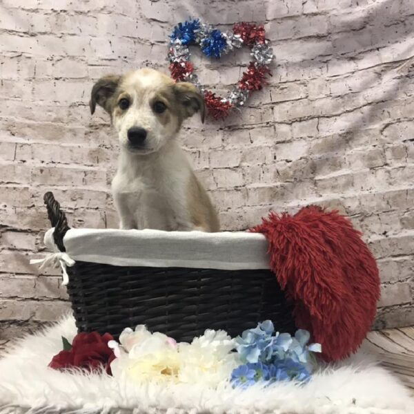 Great Pyrenees - Heeler-DOG-Male-Fawn / White-7112-Petland Robinson, Pittsburgh, PA