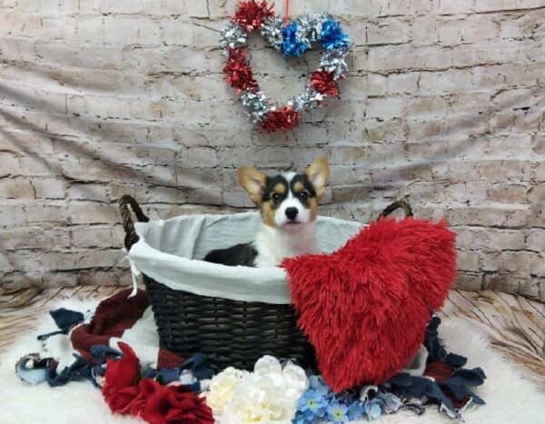 Pembroke Welsh Corgi DOG Female Black and Tan 7120 Petland Robinson, PA