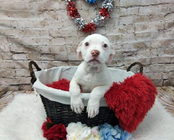 American Bulldog-DOG-Female-White-7119-Petland Robinson, Pittsburgh, PA