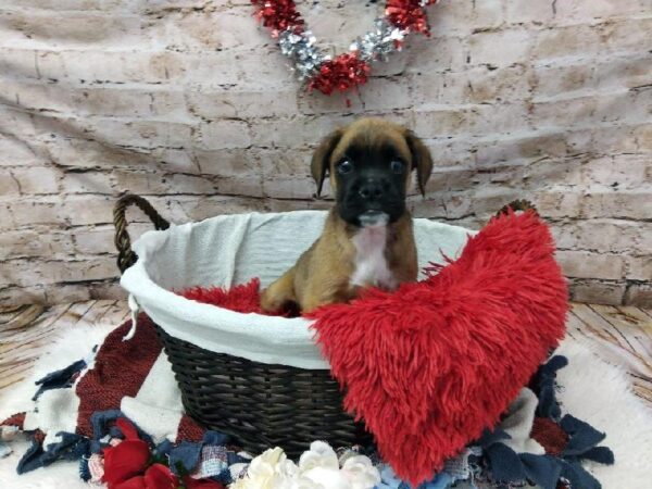 Boxel-DOG-Male-Fawn-7116-Petland Robinson, Pittsburgh, PA