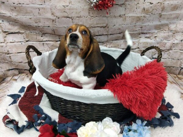 Basset Hound-DOG-Female-Black White and Tan-7115-Petland Robinson, Pittsburgh, PA