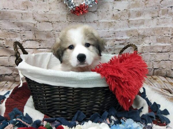 Great Pyrenees-Anatolian-DOG-Male-White and Apricot-7117-Petland Robinson, PA