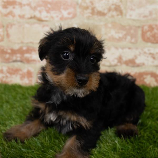 Yorkie DOG Female Black / Tan 7135 Petland Robinson, PA