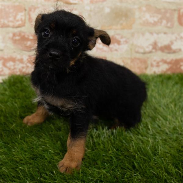Yorkie-Rat Terrier-DOG-Female-Black / Tan-7136-Petland Robinson, Pittsburgh, PA