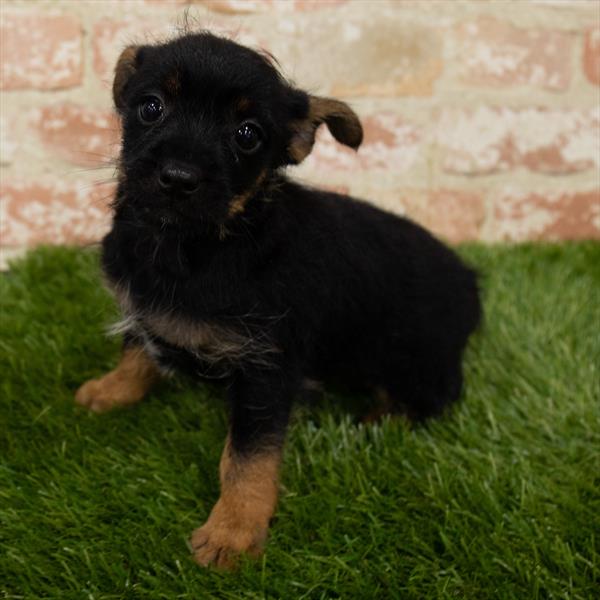 Yorkie-Rat Terrier DOG Female Black / Tan 7136 Petland Robinson, PA