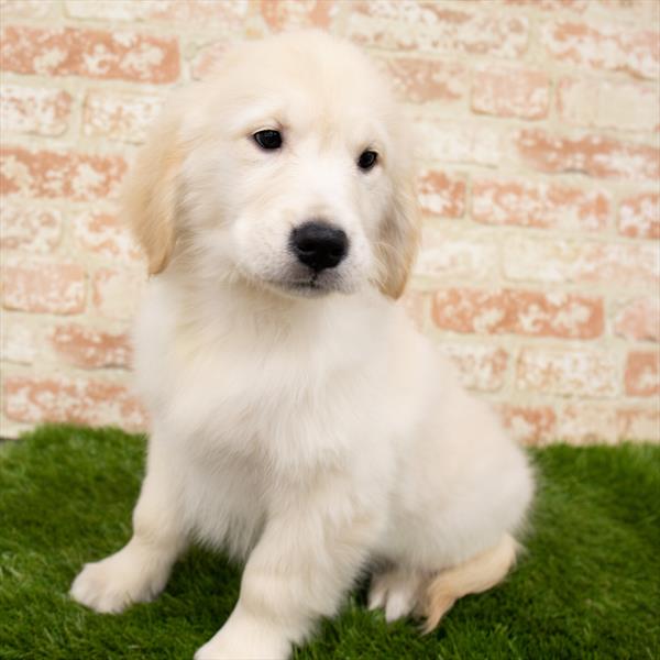 Golden Retriever DOG Male Golden 7138 Petland Robinson, PA