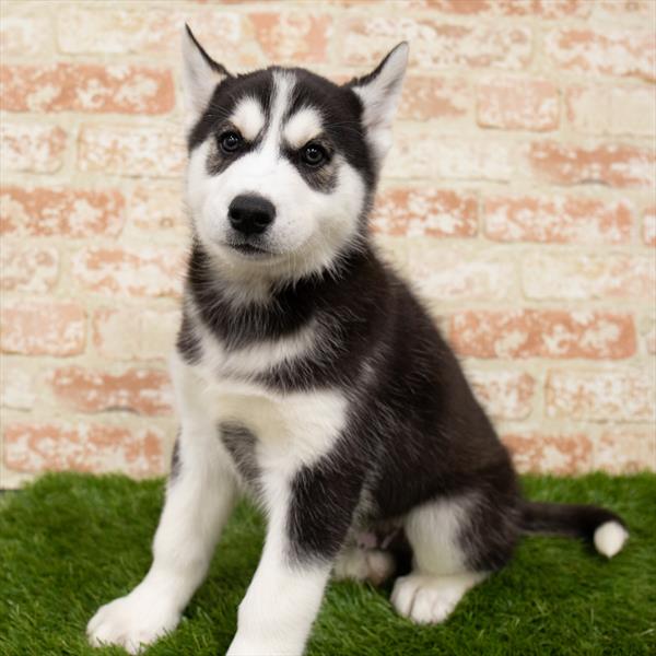 Siberian Husky DOG Male Black / White 7139 Petland Robinson, PA