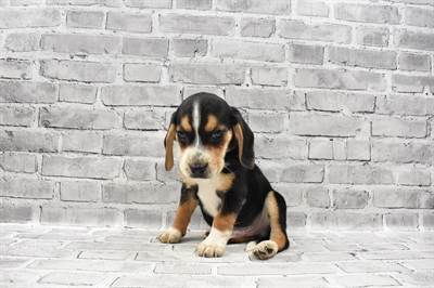 Beagle-DOG-Male-Black Fawn and White-7140-Petland Robinson, Pittsburgh, PA