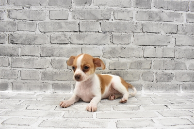 Chiweenie DOG Male Fawn and White 7141 Petland Robinson, PA