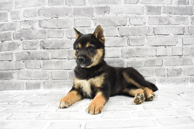 Shiba Inu DOG Male Black and Tan 7142 Petland Robinson, PA