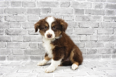 Toy Australian Shepherd DOG Male Red and Tan 7143 Petland Robinson, PA