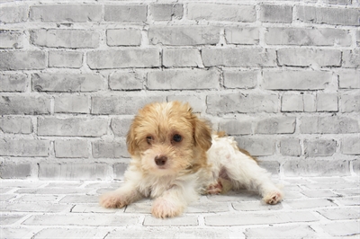 Shorkie-DOG-Male-Gold and White-7144-Petland Robinson, Pittsburgh, PA