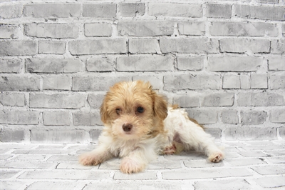 Shorkie DOG Male Gold and White 7144 Petland Robinson, PA