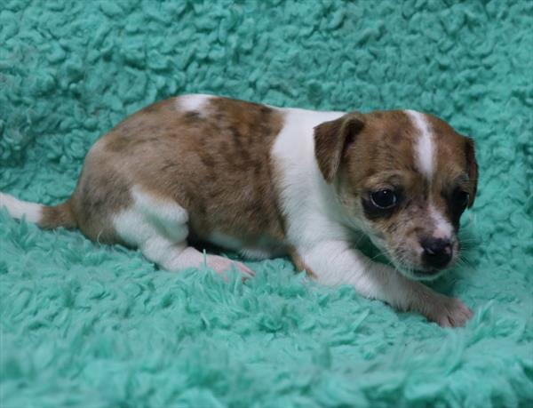 Chiweenie DOG Female Red 7152 Petland Robinson, PA