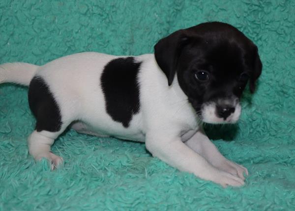 Cheagle-Rat Terrier DOG Female White / Black 7153 Petland Robinson, PA