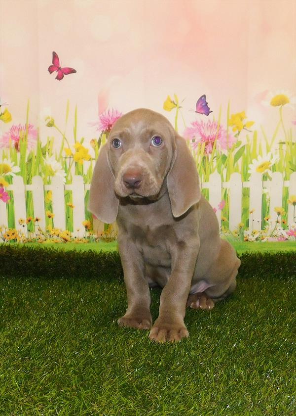 Weimaraner DOG Male Silver 7154 Petland Robinson, PA