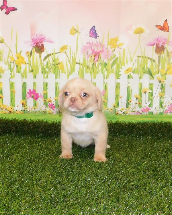 Pekingese-Beagle DOG Female Cream 7155 Petland Robinson, PA