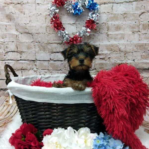 Silky Terrier-DOG-Male-Black and Tan-7167-Petland Robinson, PA