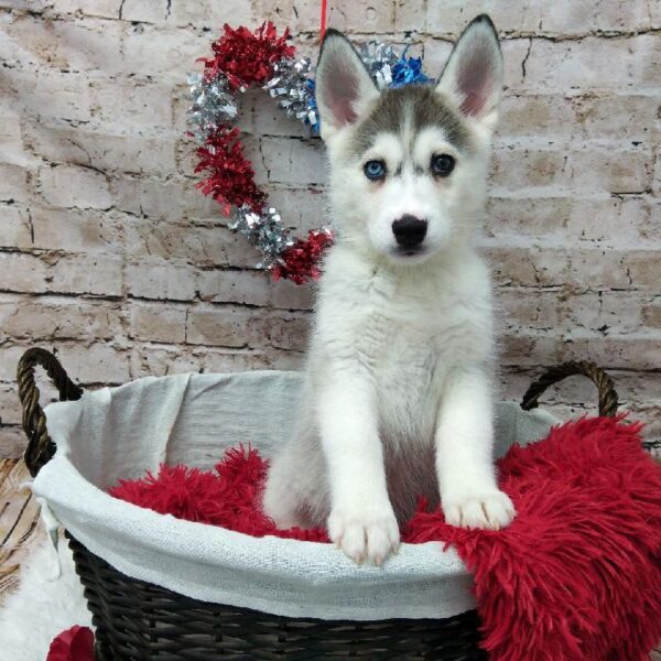 Siberian Husky DOG Female Grey and White 7168 Petland Robinson, PA