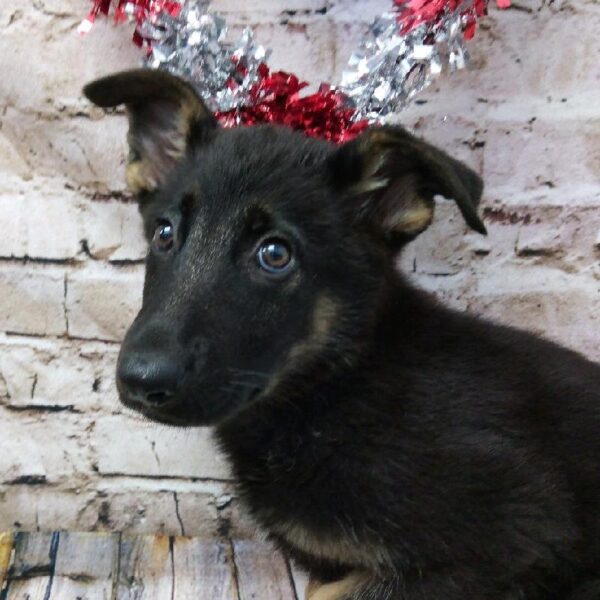 German Shepherd DOG Female Black and Tan 7165 Petland Robinson, PA