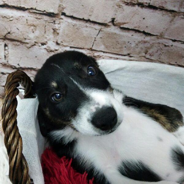Border Collie-DOG-Female-Black Red and White-7169-Petland Robinson, Pittsburgh, PA