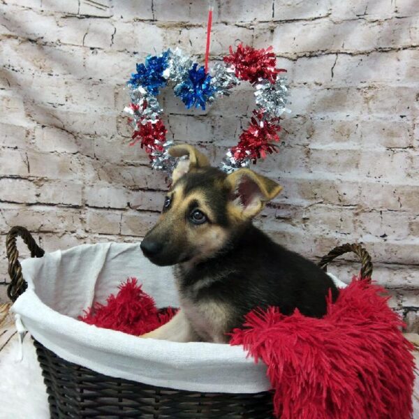 German Shepherd-DOG-Female-Black and Tan-7166-Petland Robinson, Pittsburgh, PA
