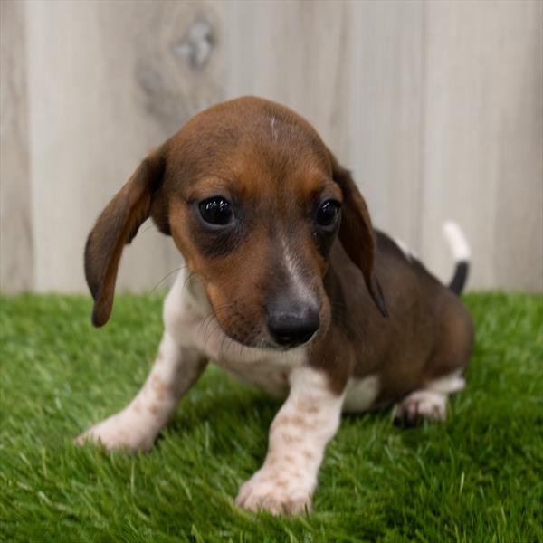 Dachshund DOG Female Wild Boar 7174 Petland Robinson, PA