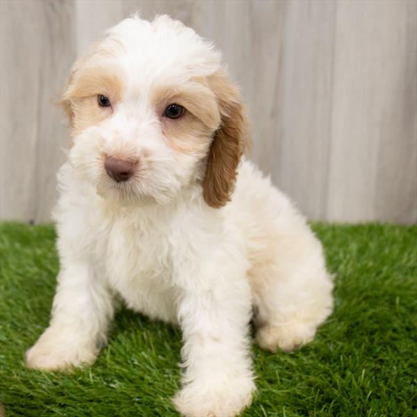 Cockapoo-DOG-Male-Buff / White-7175-Petland Robinson, Pittsburgh, PA