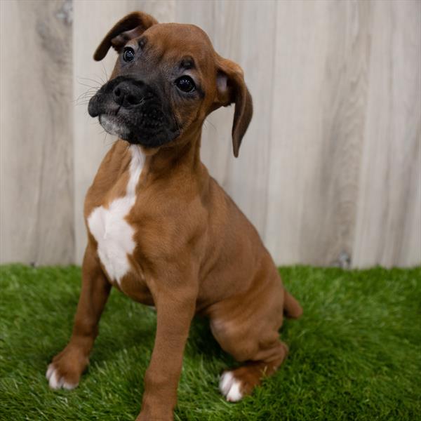 Boxer DOG Female Mahogany 7176 Petland Robinson, PA