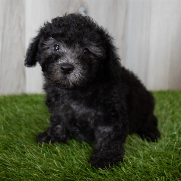 Schnoodle-DOG-Female-Black-7177-Petland Robinson, Pittsburgh, PA