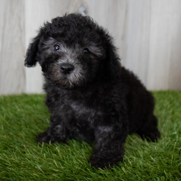 Schnoodle DOG Female Black 7177 Petland Robinson, PA