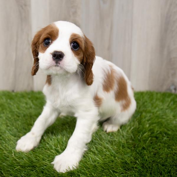 Cavalier King Charles Spaniel-DOG-Female-Blenheim-7178-Petland Robinson, Pittsburgh, PA
