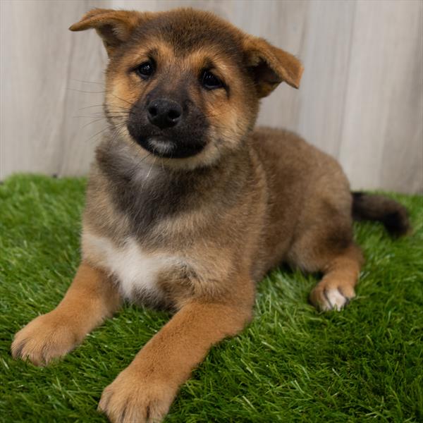 Shiba Inu-DOG-Male-Red-7179-Petland Robinson, Pittsburgh, PA