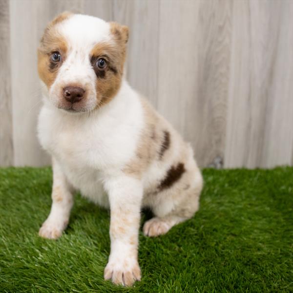 Australian-Heeler-DOG-Male-Red Merle-7180-Petland Robinson, Pittsburgh, PA