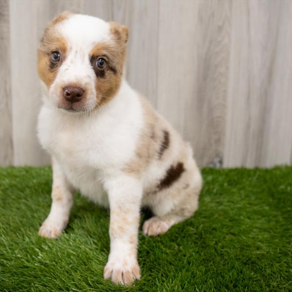 Australian-Heeler DOG Male Red Merle 7180 Petland Robinson, PA