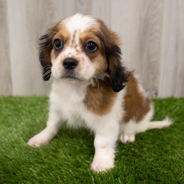 Cockalier DOG Female Red / White 7181 Petland Robinson, PA