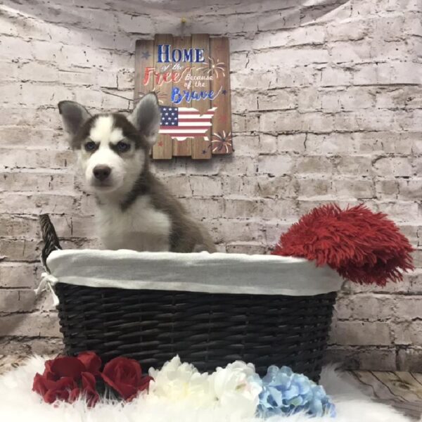 Siberian Husky DOG Male Red / White 7201 Petland Robinson, PA