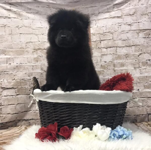 Chow Chow-DOG-Male-Black-7200-Petland Robinson, Pittsburgh, PA