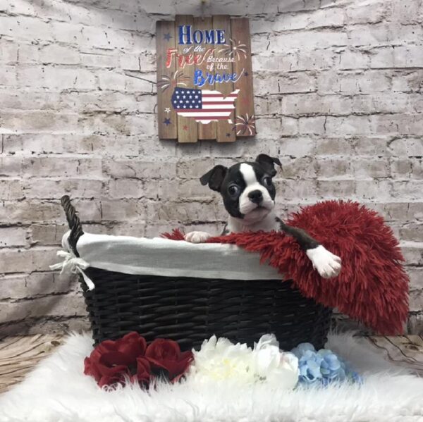 Boston Terrier DOG Male Brindle / White 7199 Petland Robinson, PA