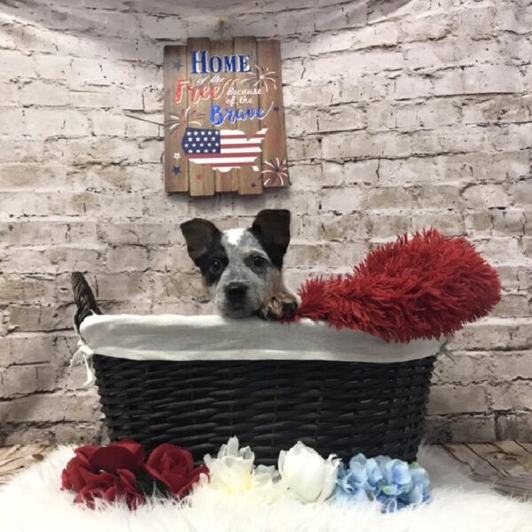 Heeler-DOG-Male-Blue Merle-7198-Petland Robinson, Pittsburgh, PA