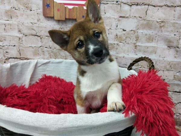 Shiba Inu DOG Male Red and White 7186 Petland Robinson, PA