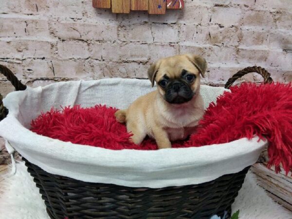 Puggle-DOG-Female-Fawn-7185-Petland Robinson, Pittsburgh, PA