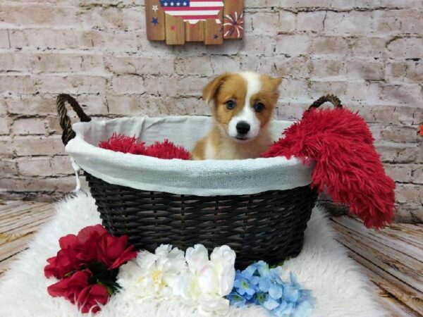 Pembroke Welsh Corgi DOG Male Sable 7183 Petland Robinson, PA