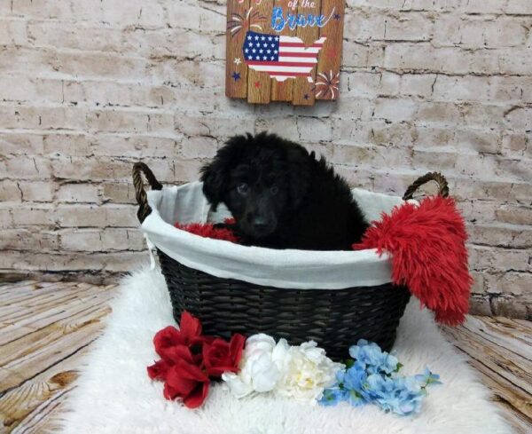 Aussiedoodle DOG Female Black 7188 Petland Robinson, PA