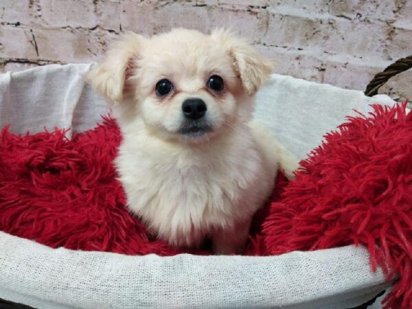 Peke-a-poo DOG Female Cream 7189 Petland Robinson, PA