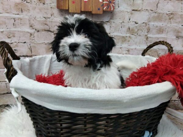Teddy Bear-DOG-Male-Black and White-7187-Petland Robinson, Pittsburgh, PA
