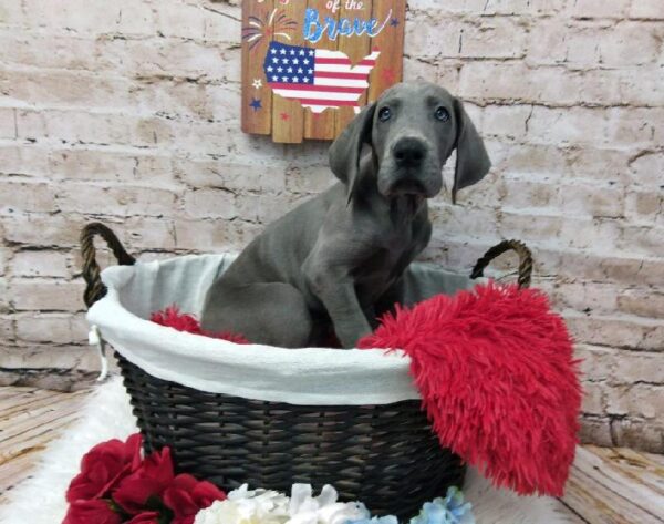 Great Dane DOG Male Blue 7184 Petland Robinson, PA